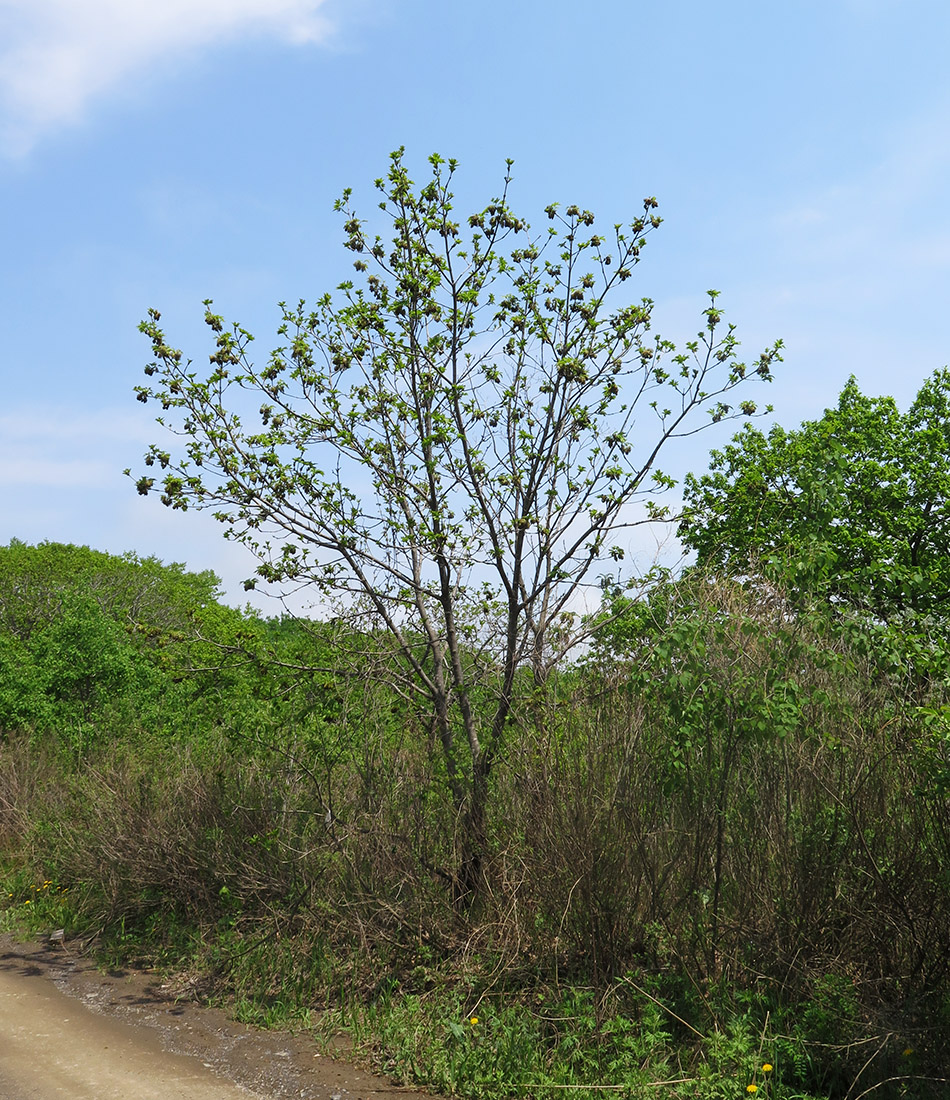 Image of Fraxinus rhynchophylla specimen.