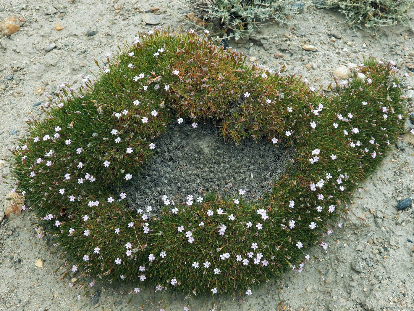 Image of genus Acantholimon specimen.