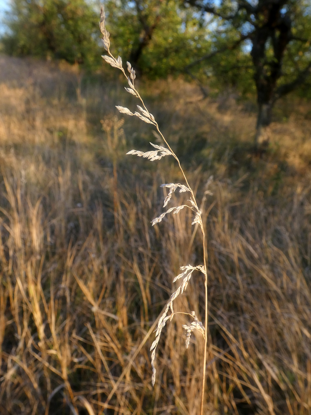 Изображение особи семейство Poaceae.