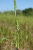 Crepis biennis