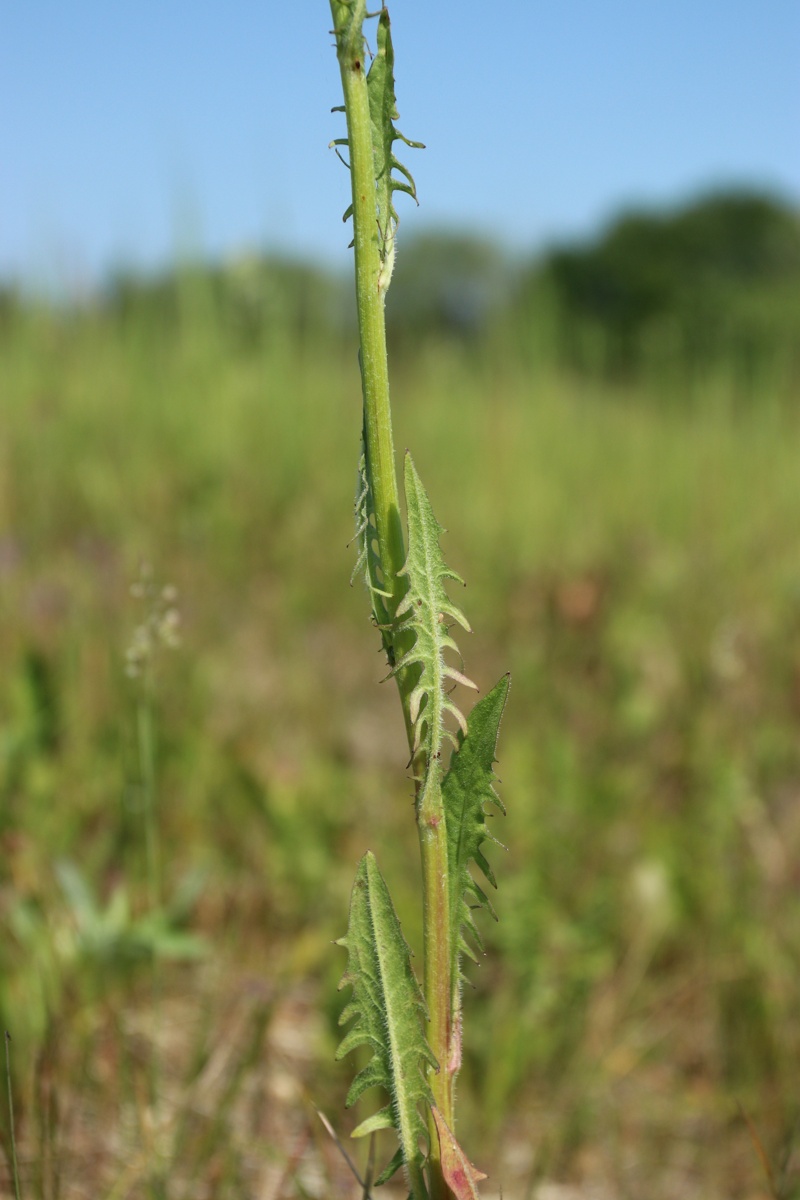 Изображение особи Crepis biennis.