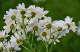 Pyrethrum corymbosum. Соцветия (вид со стороны обёрток). Оренбургская обл., Кувандыкский гор. округ, заповедник \"Шайтан-Тау\", долина р. Сакмара, опушка смешанного леса. 05.07.2023.