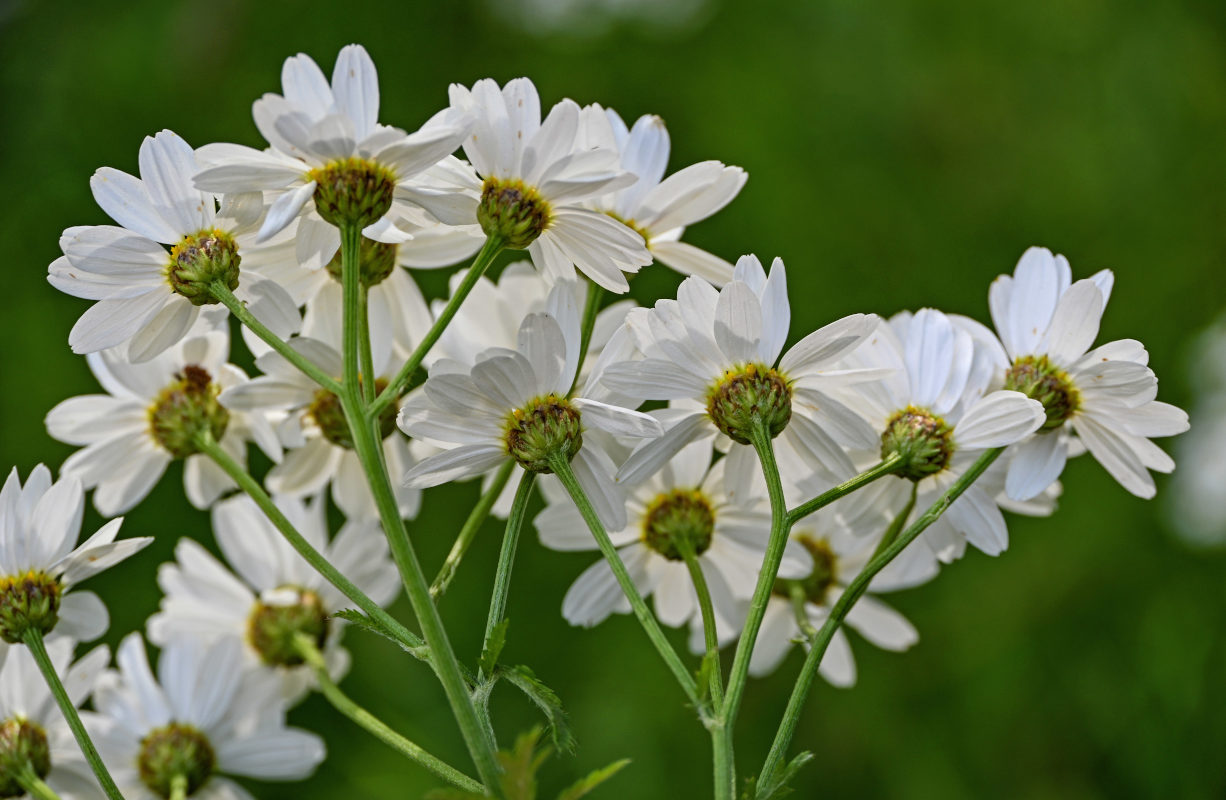 Image of Pyrethrum corymbosum specimen.