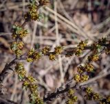 Hippophae rhamnoides