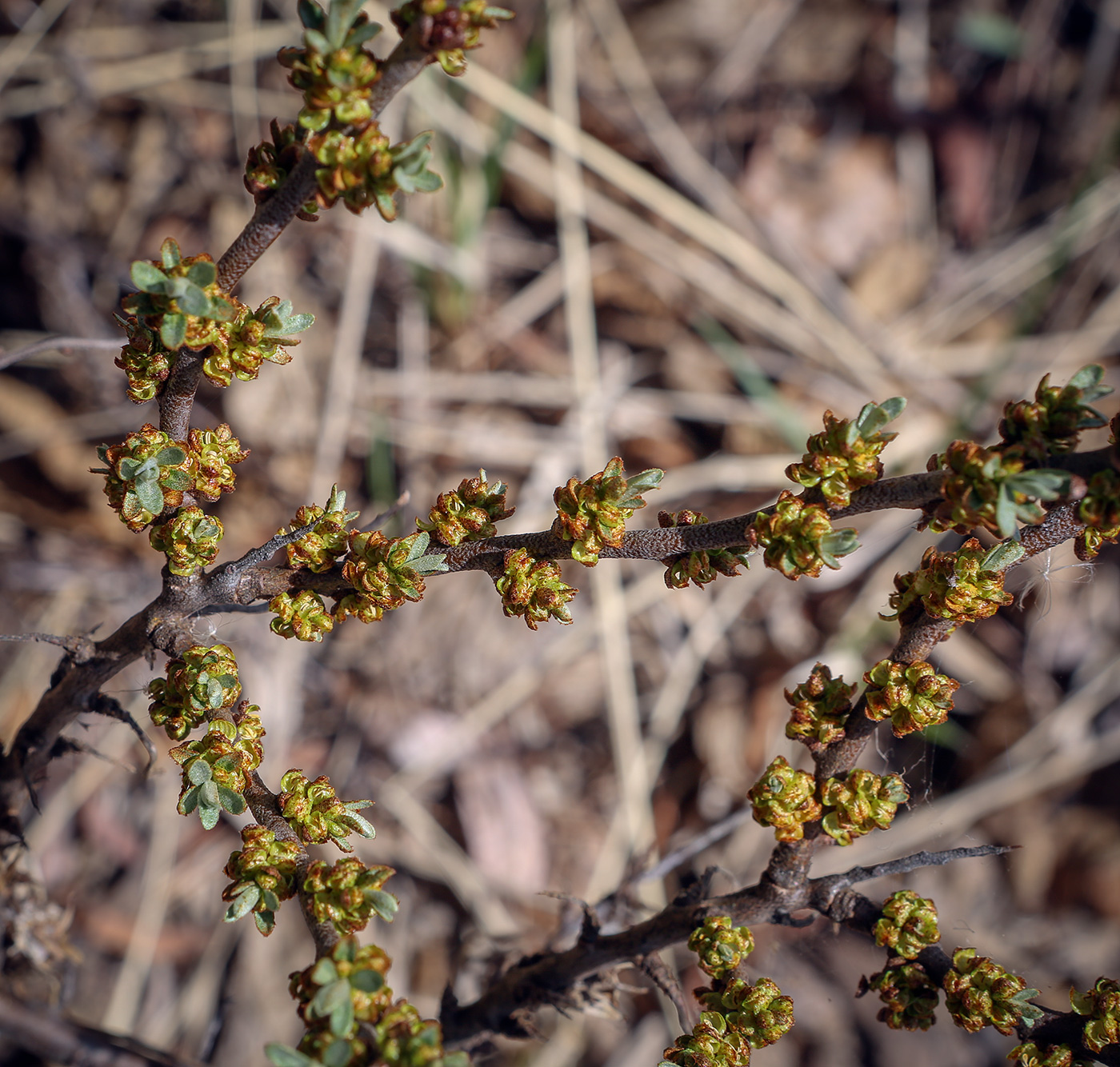 Image of Hippophae rhamnoides specimen.