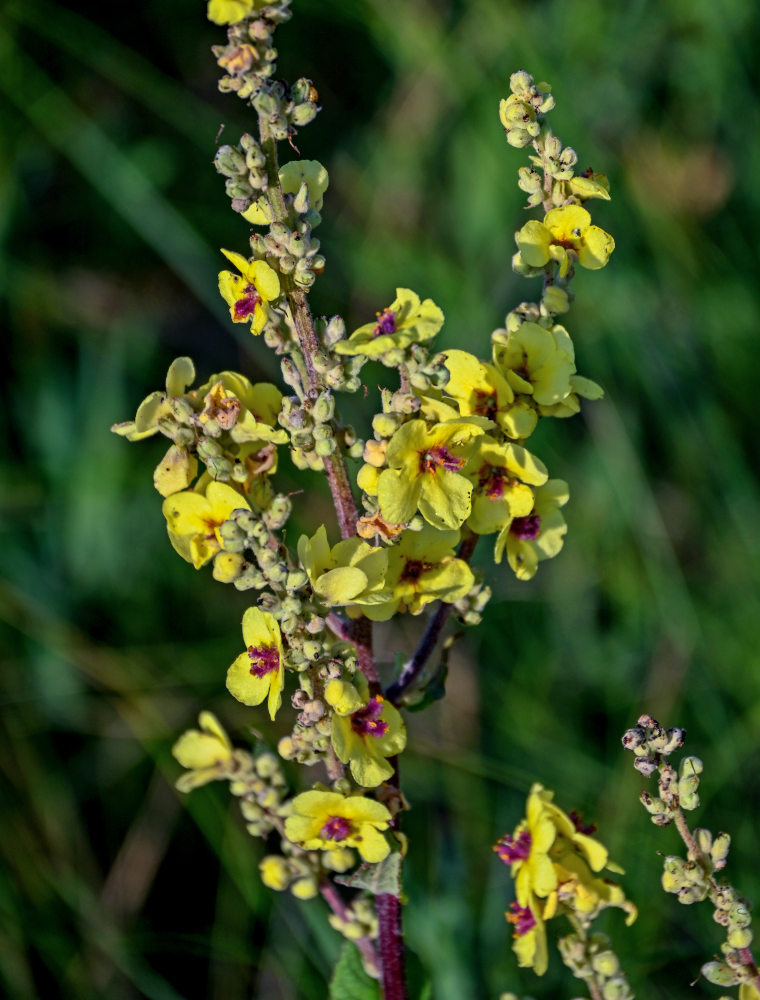 Изображение особи Verbascum nigrum.