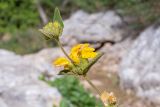 Phlomis viscosa