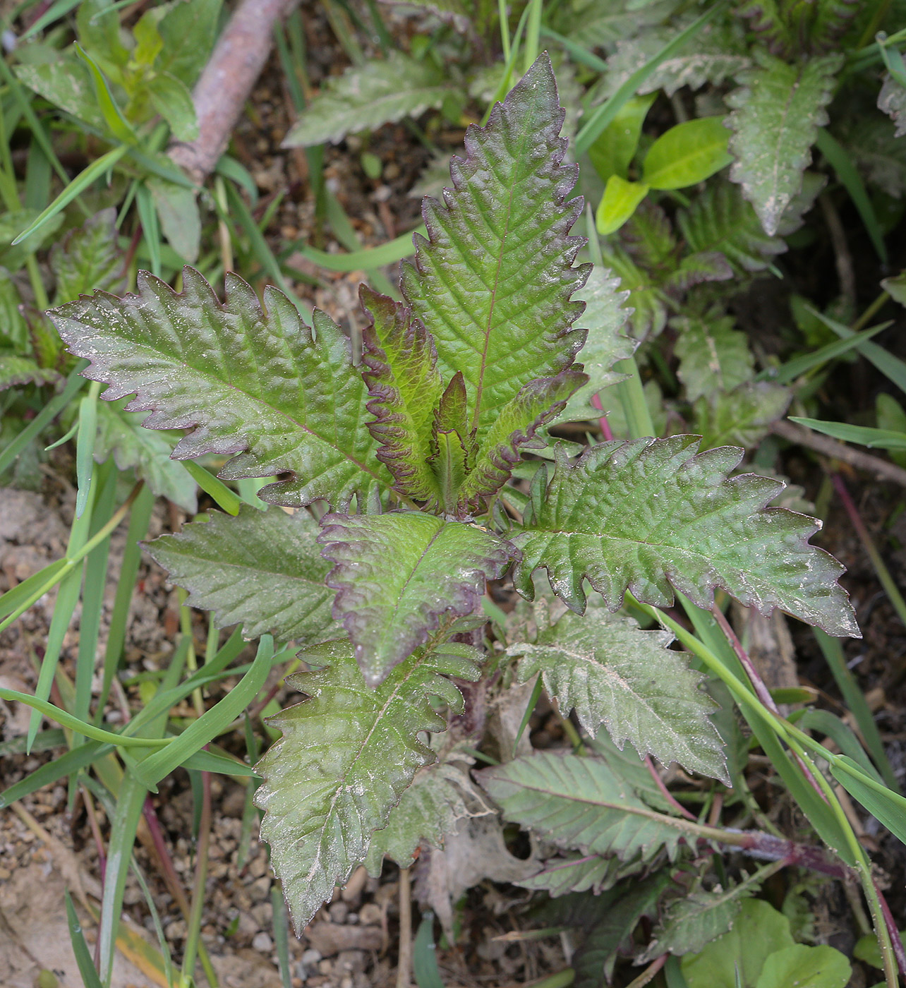 Изображение особи Lycopus europaeus.