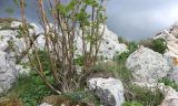 Sorbus aucuparia. Нижняя часть вегетирующего растения. Краснодарский край, Апшеронский р-н, гора Черногор, ≈ 1700 м н.у.м., край карстовой воронки. 08.05.2024.