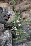 Astragalus densus