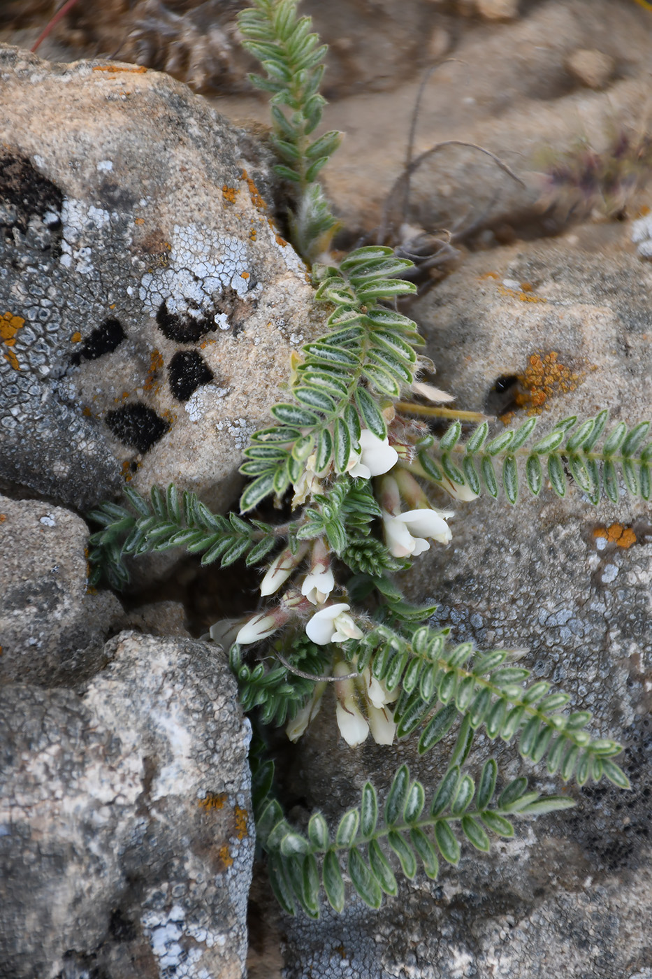Изображение особи Astragalus densus.