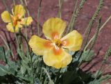 Glaucium squamigerum