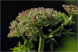 Selinum carvifolia