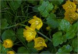 Lysimachia nummularia. Цветки. Московская обл., Раменский р-н, окр. дер. Хрипань, садовый участок. 25.06.2024.