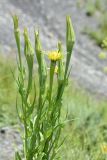 genus Tragopogon