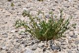 Artemisia pamirica