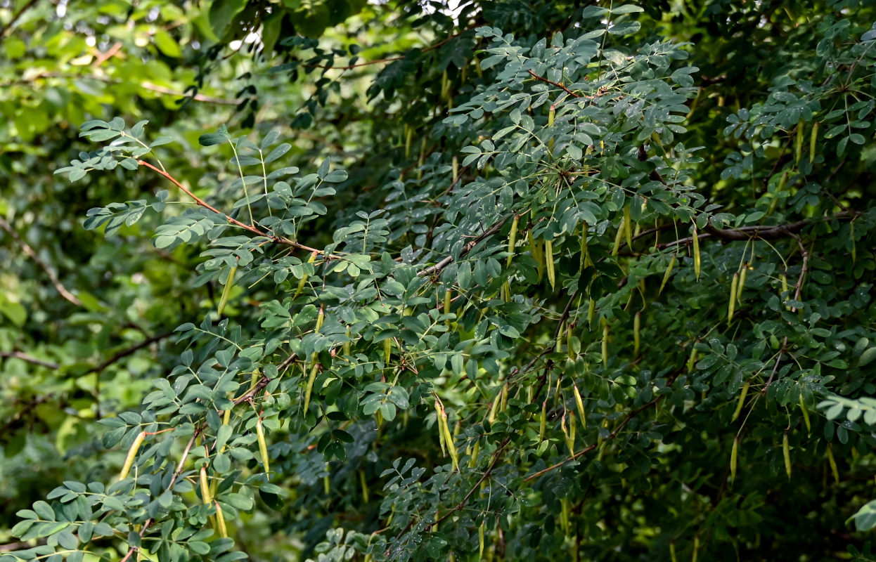 Image of Caragana arborescens specimen.