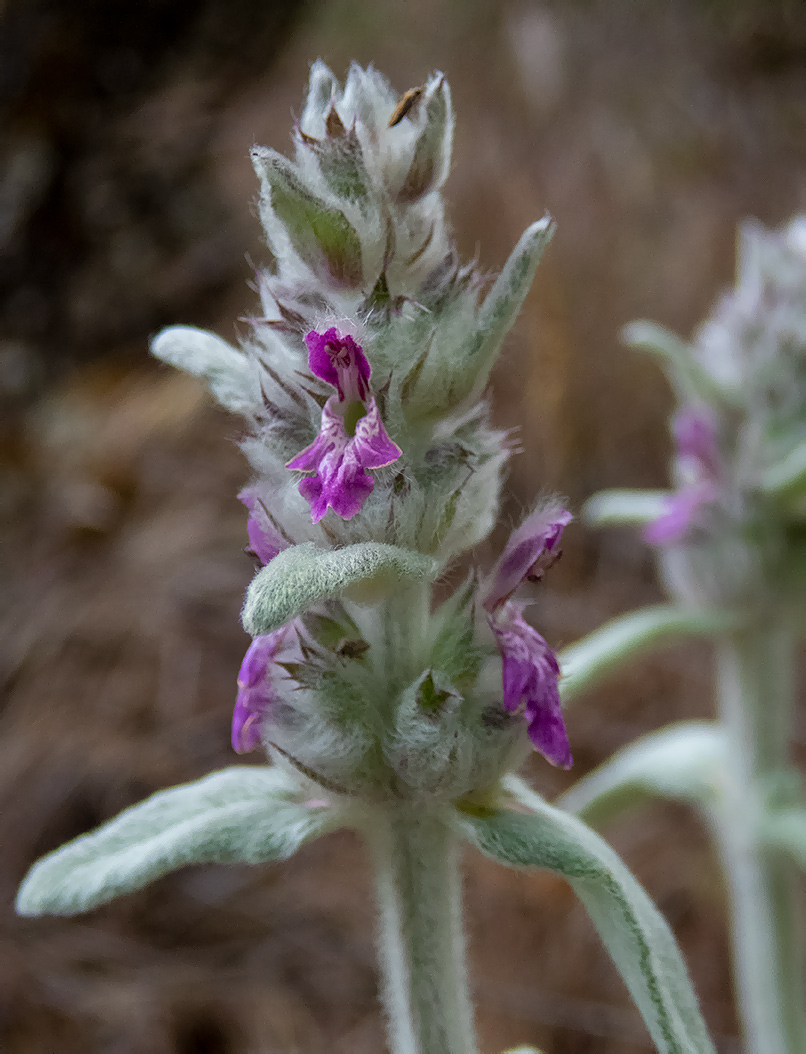 Изображение особи Stachys cretica.
