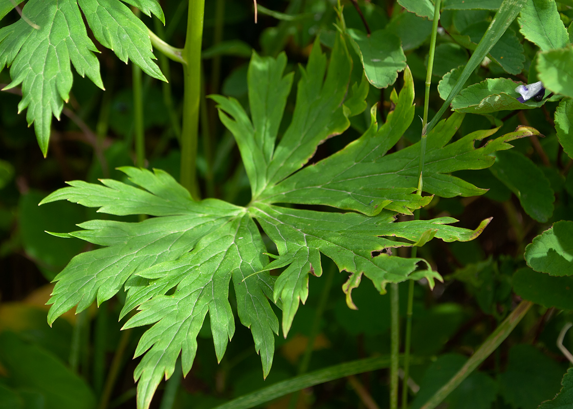 Image of Aconitum fischeri specimen.