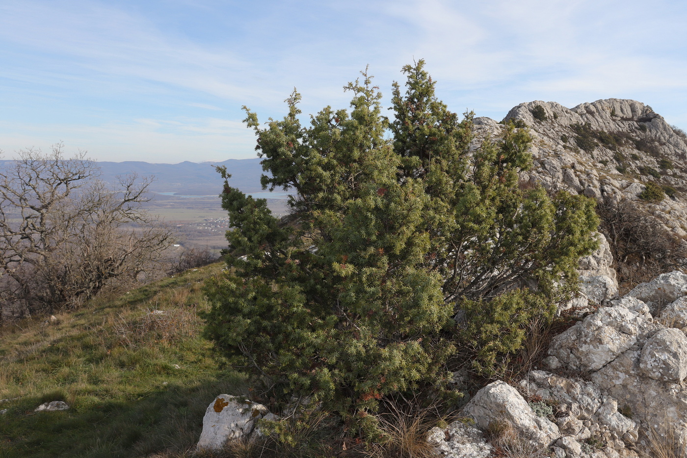 Изображение особи Juniperus deltoides.