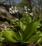 Clintonia udensis. Цветущие растения. Южное Приморье, Чёрные горы, заповедник \"Кедровая падь\". 27.05.2010.