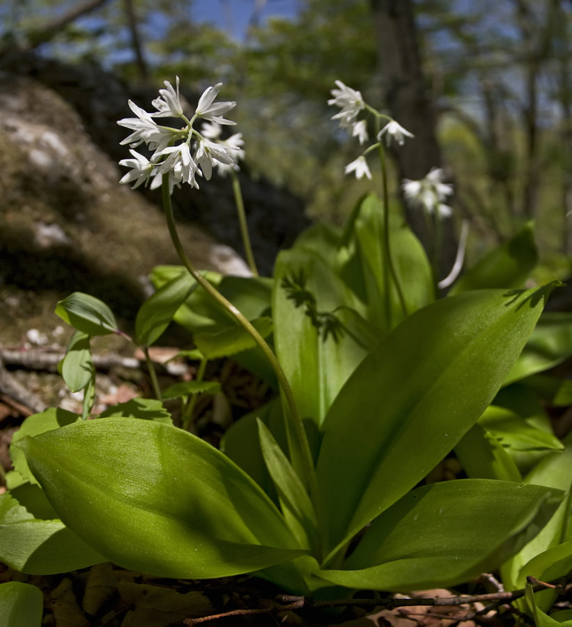 Изображение особи Clintonia udensis.