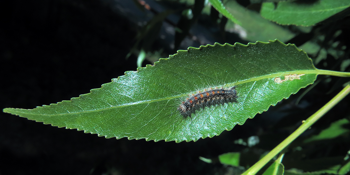 Image of Salix pentandra specimen.