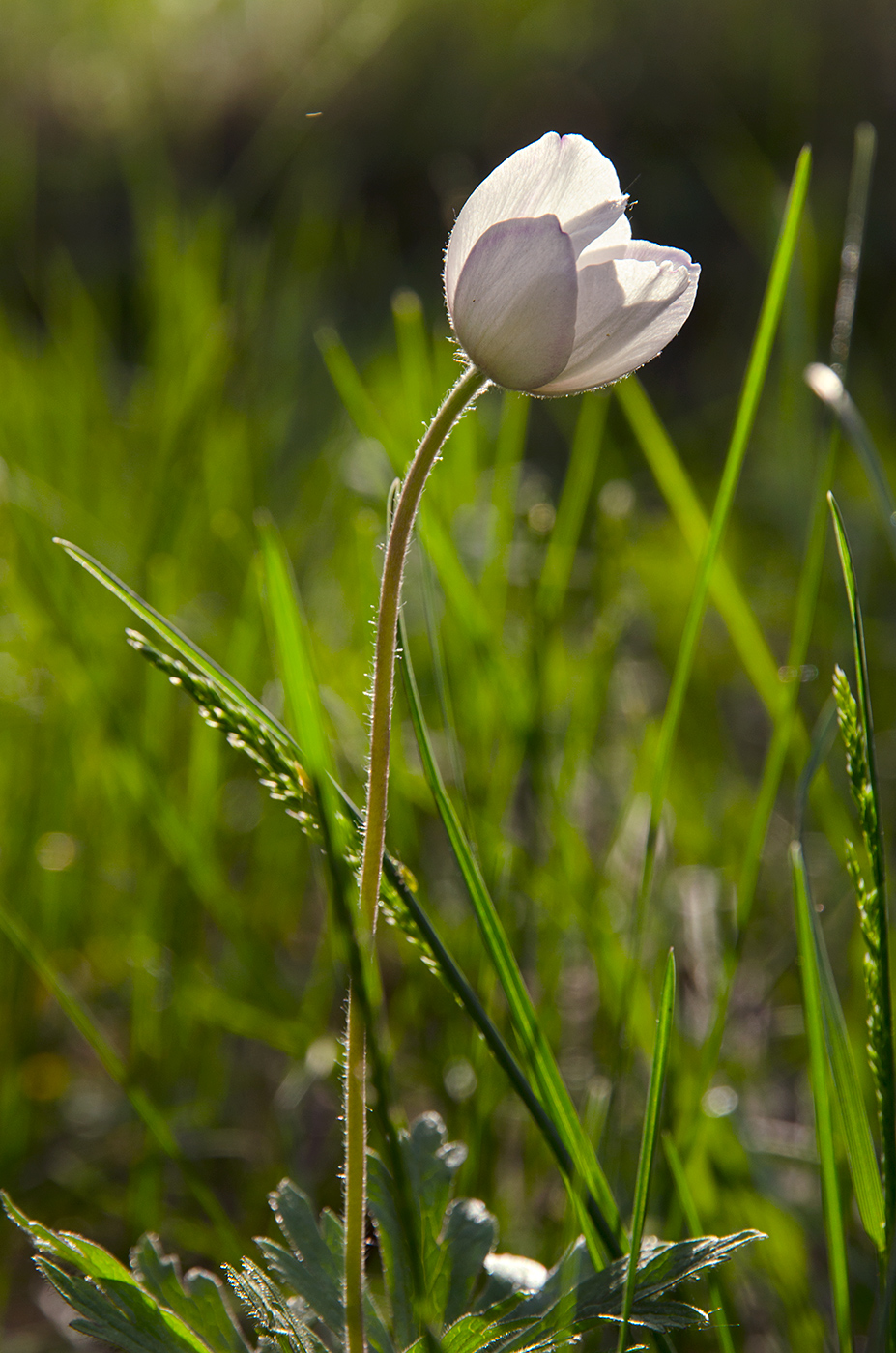Изображение особи Anemone sylvestris.