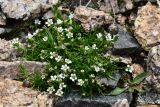 Minuartia biflora