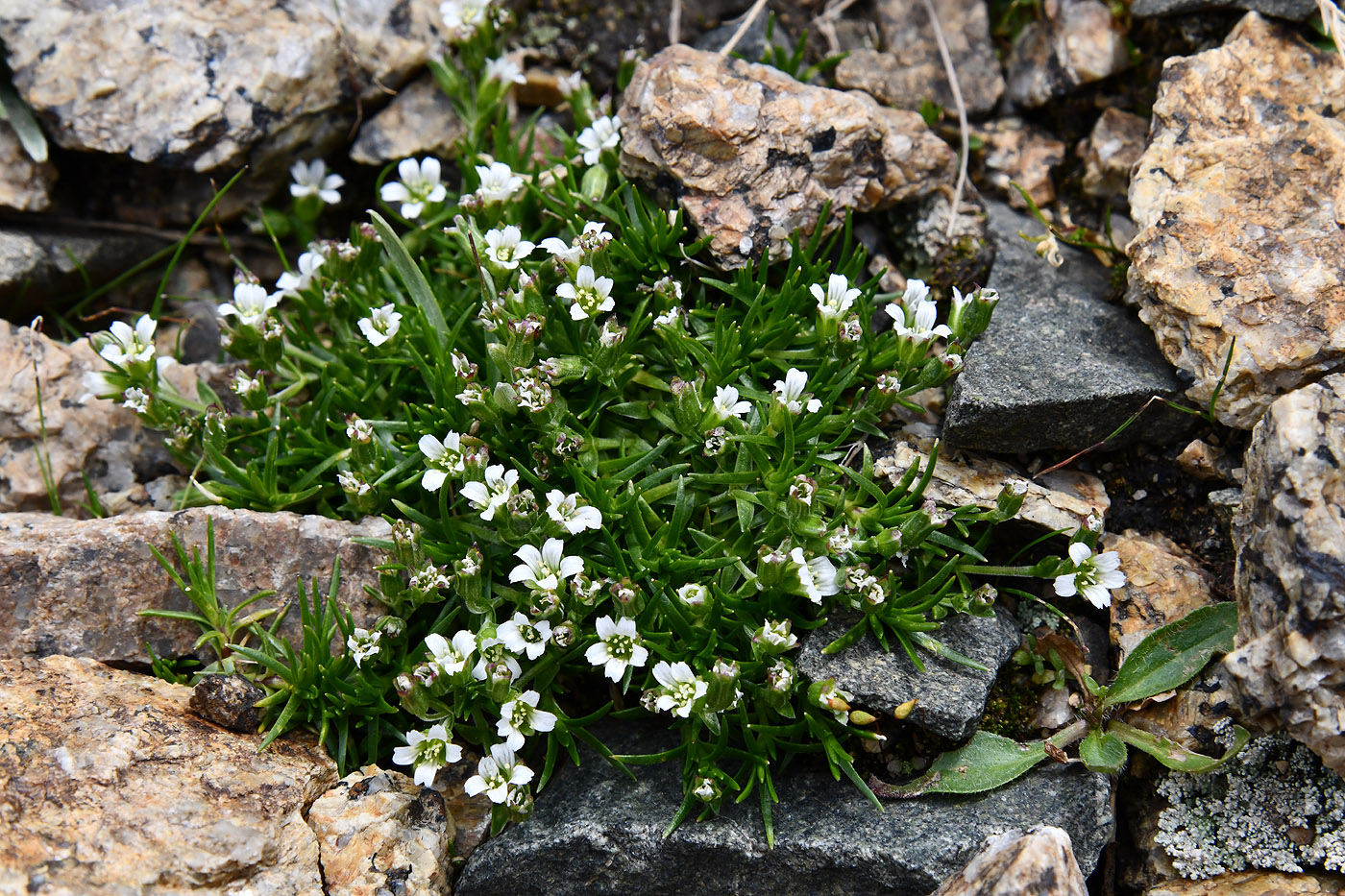 Image of Minuartia biflora specimen.