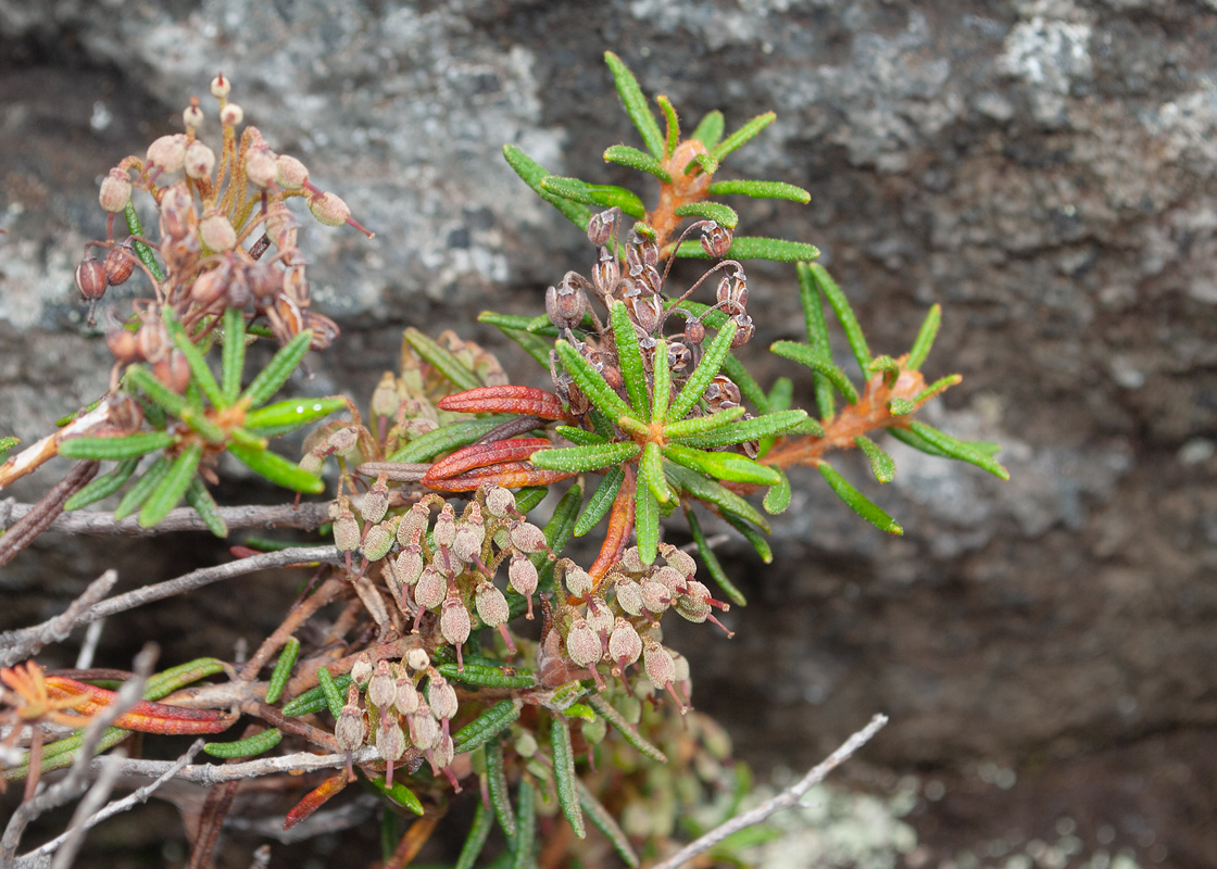 Image of Ledum decumbens specimen.