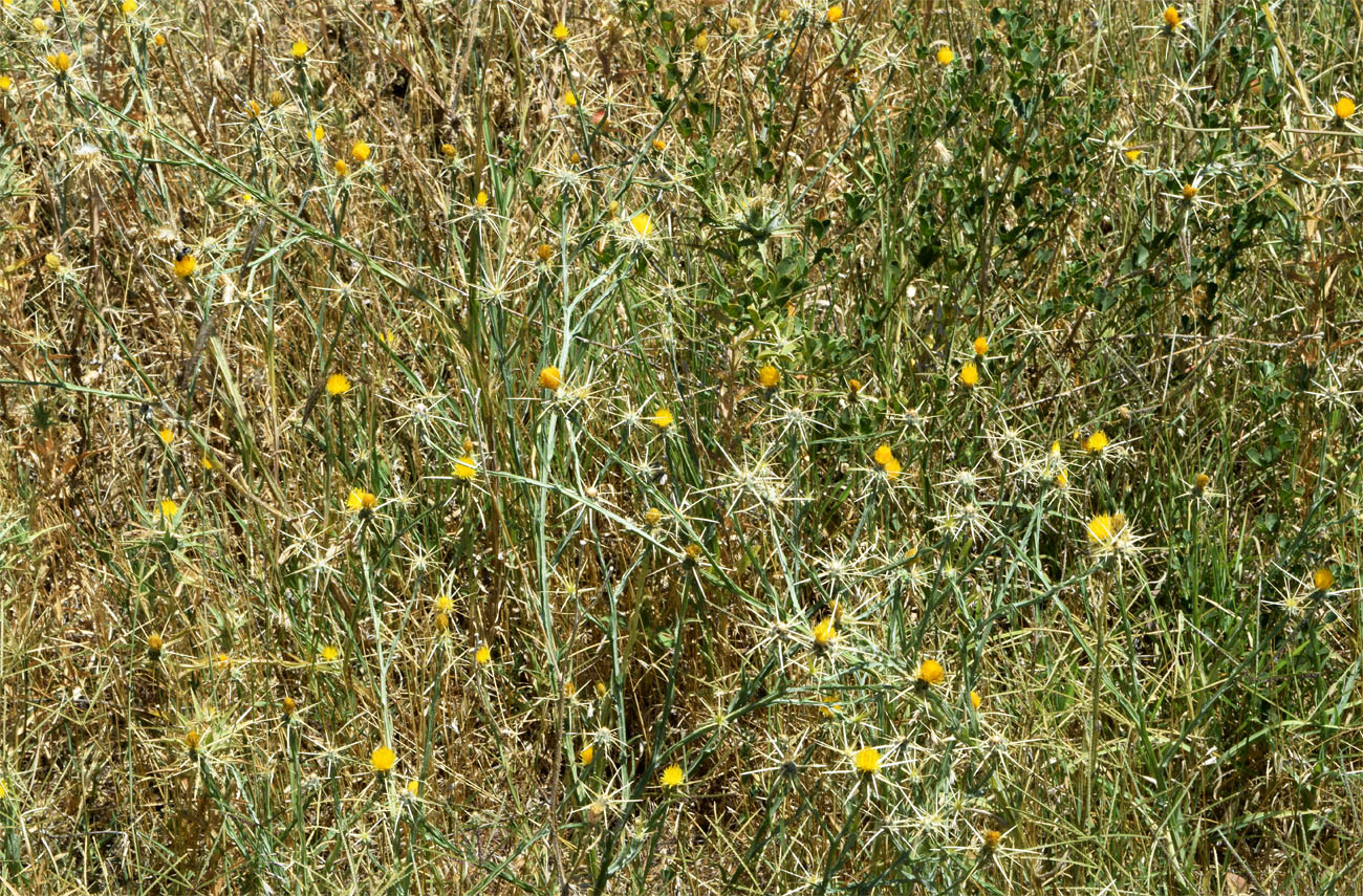 Image of Centaurea solstitialis specimen.