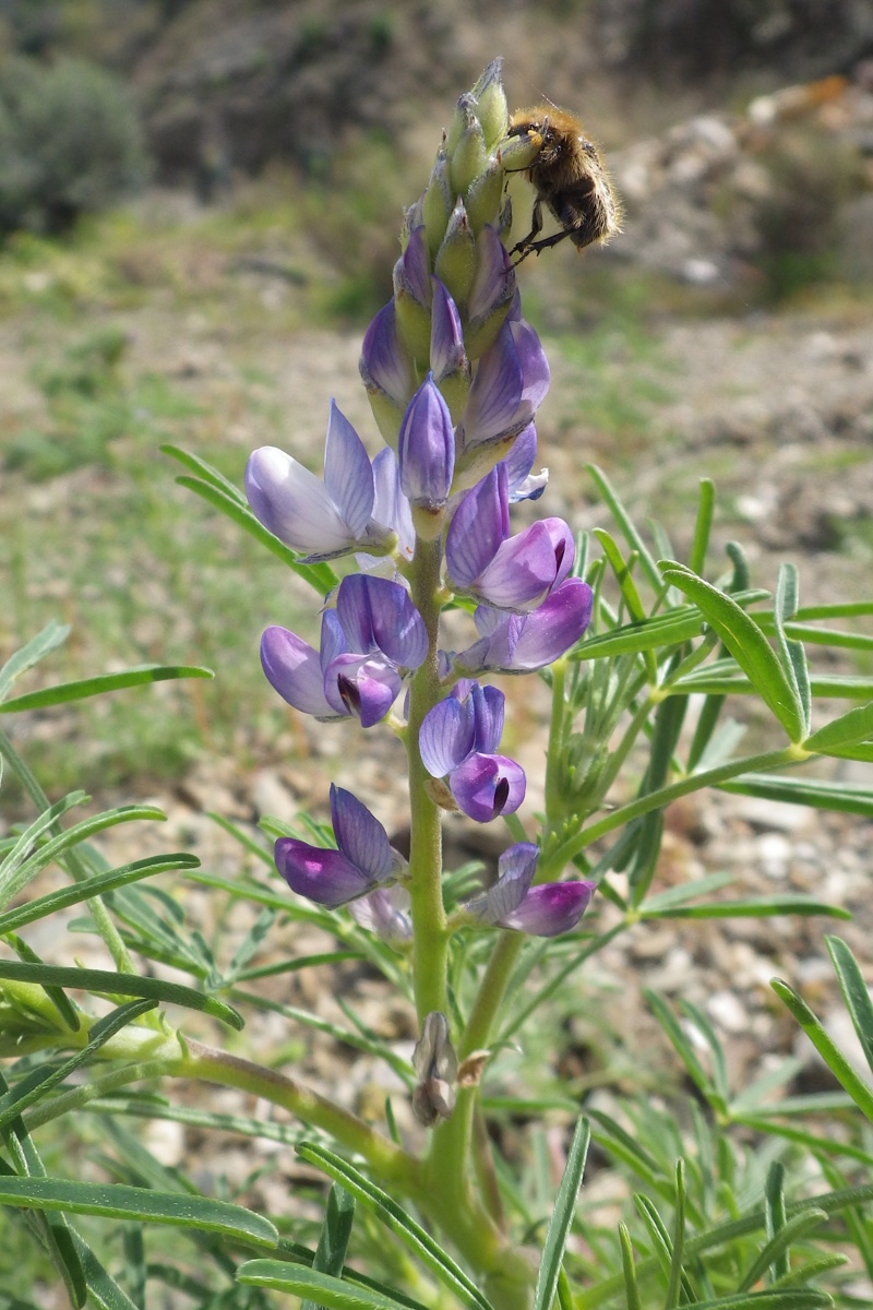 Изображение особи Lupinus angustifolius.