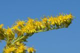 Solidago canadensis
