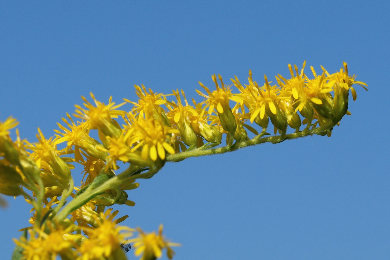 Image of Solidago canadensis specimen.