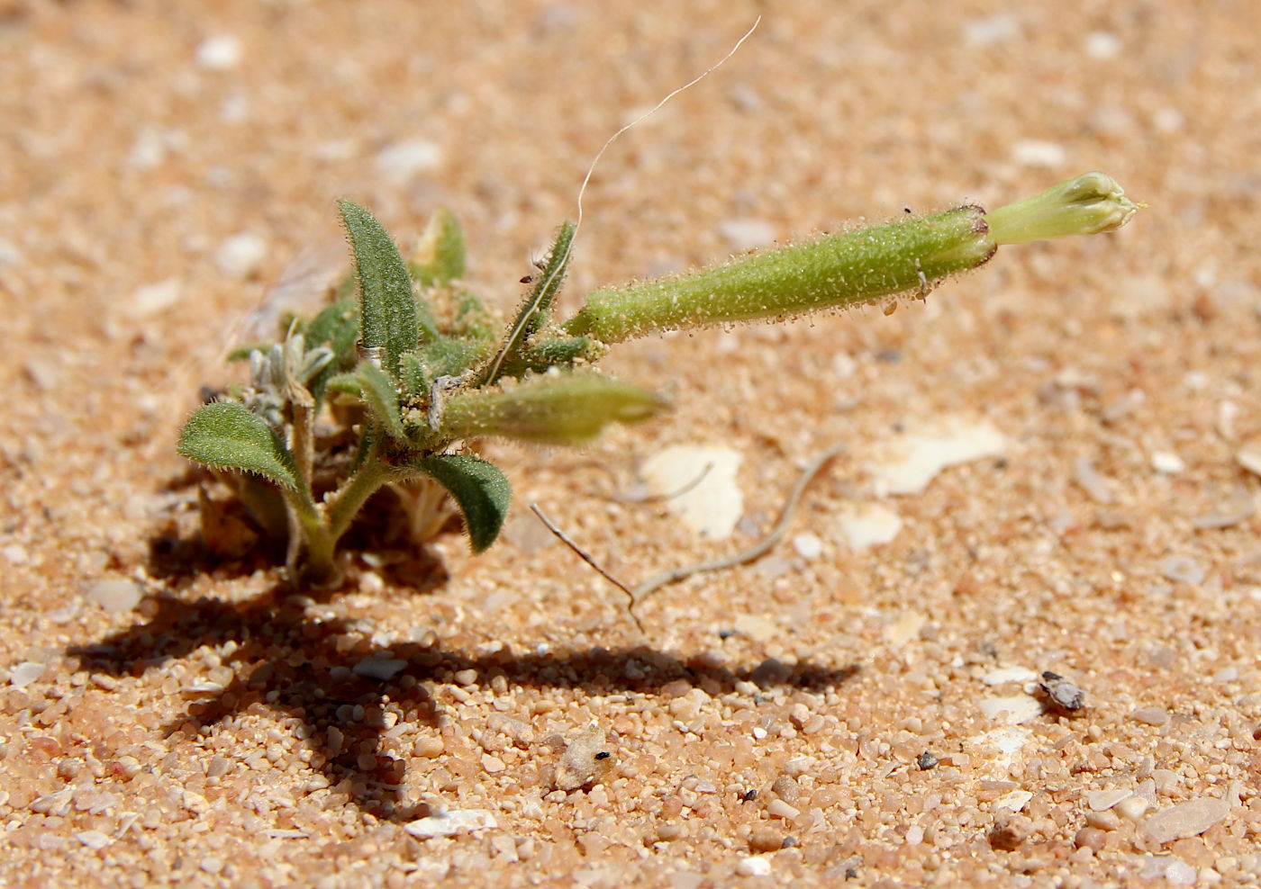 Image of Silene villosa specimen.