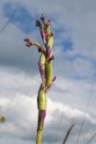 Anacamptis morio subspecies caucasica. Соплодие. Краснодарский край, Крымский р-н, окр. станицы Неберджаевская, дол. р. Липки, пушистодубово-грабинниковый лес, скальное обнажение на месте старого заросшего карьера. 12.05.2025.