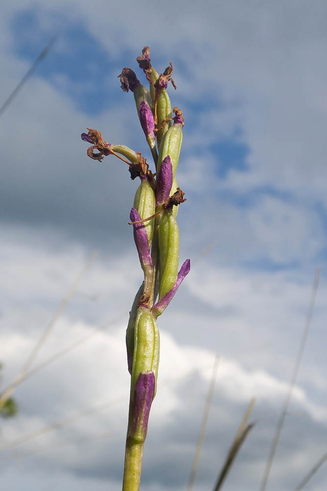 Image of Anacamptis morio ssp. caucasica specimen.