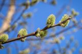 род Salix