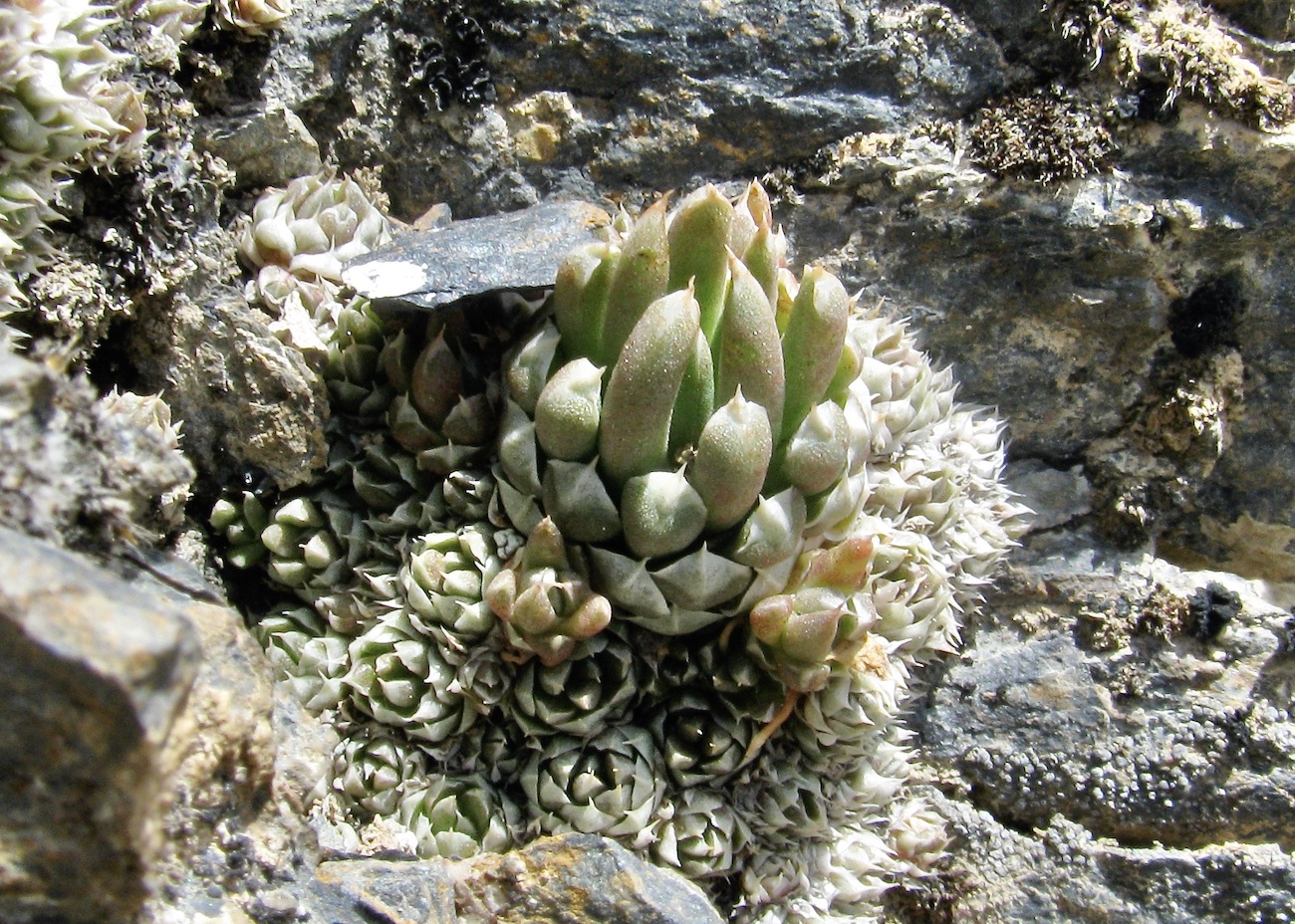 Image of Orostachys thyrsiflora specimen.
