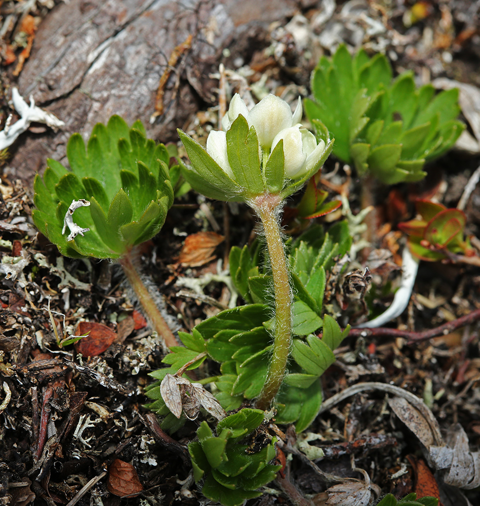 Image of Anemonastrum brevipedunculatum specimen.