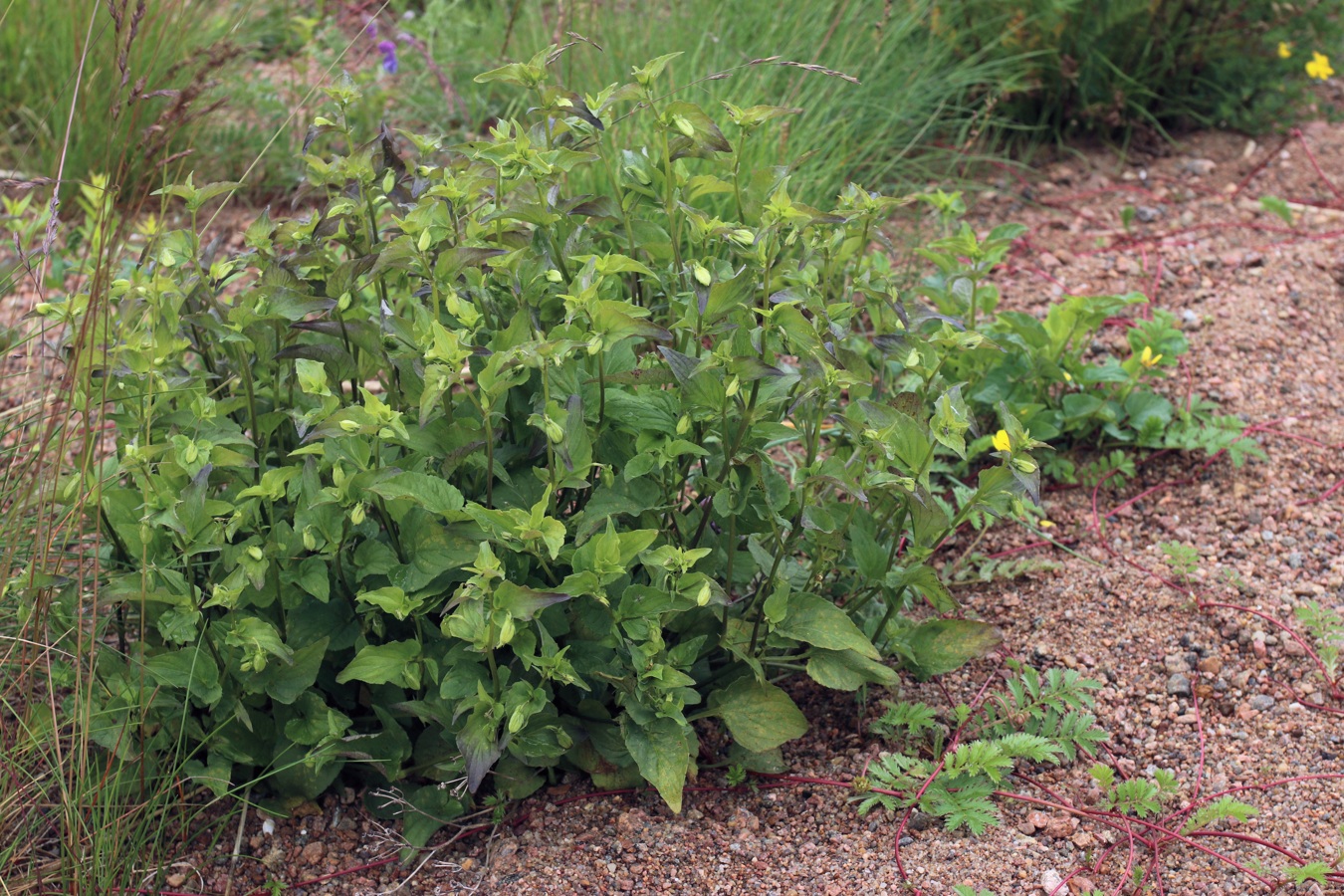 Image of Viola × litoralis specimen.