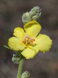 род Verbascum. Верхушка соцветия. Крым, Ленинский р-н, окр. г. Щелкино, Татарская бухта, псаммофитная степь на опушке сосновых насаждений. 6 июля 2025 г.