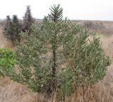 Echium biebersteinii