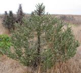 Echium biebersteinii. Цветущее и плодоносящее растение. Краснодарский край, Темрюкский р-н, окр. г. Тамань. 17.08.2008.