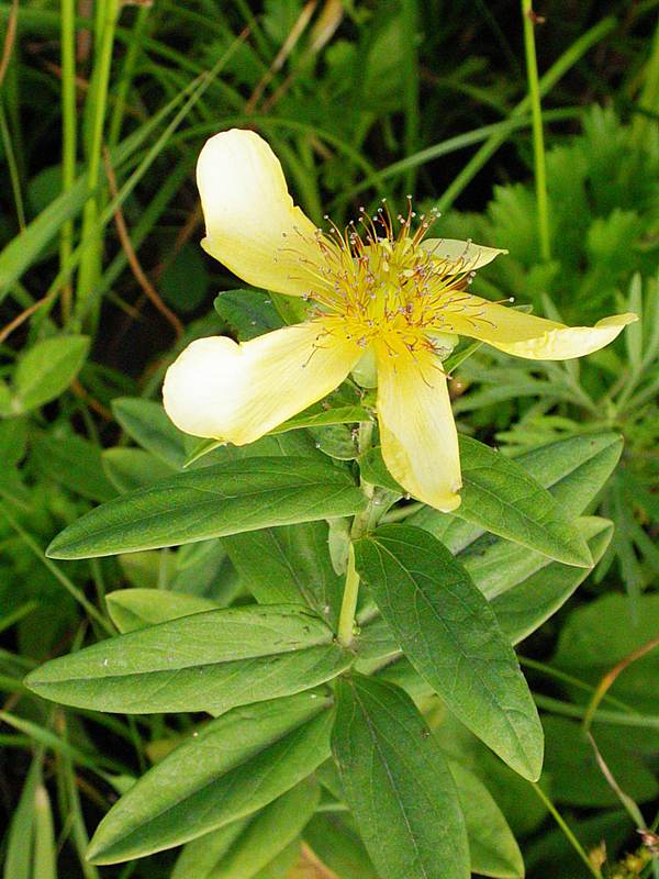 Изображение особи Hypericum gebleri.