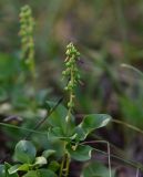 Orthilia secunda