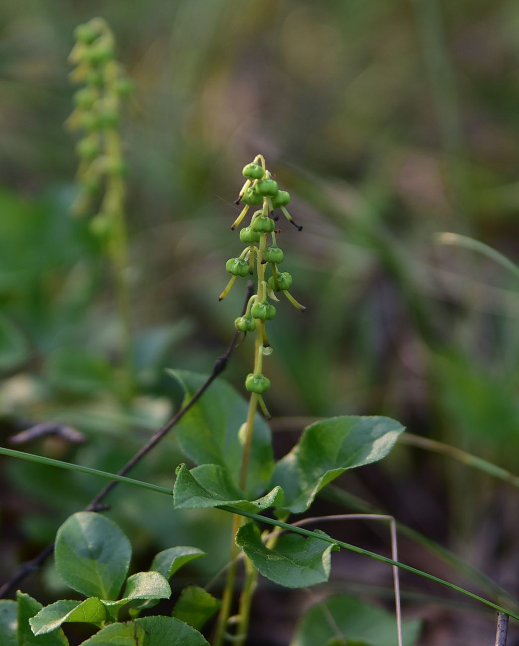 Image of Orthilia secunda specimen.