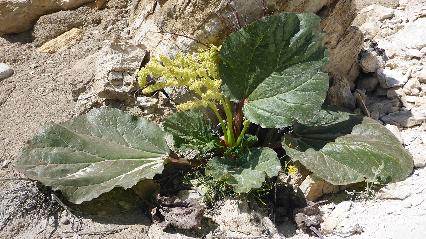 Image of Rheum lucidum specimen.