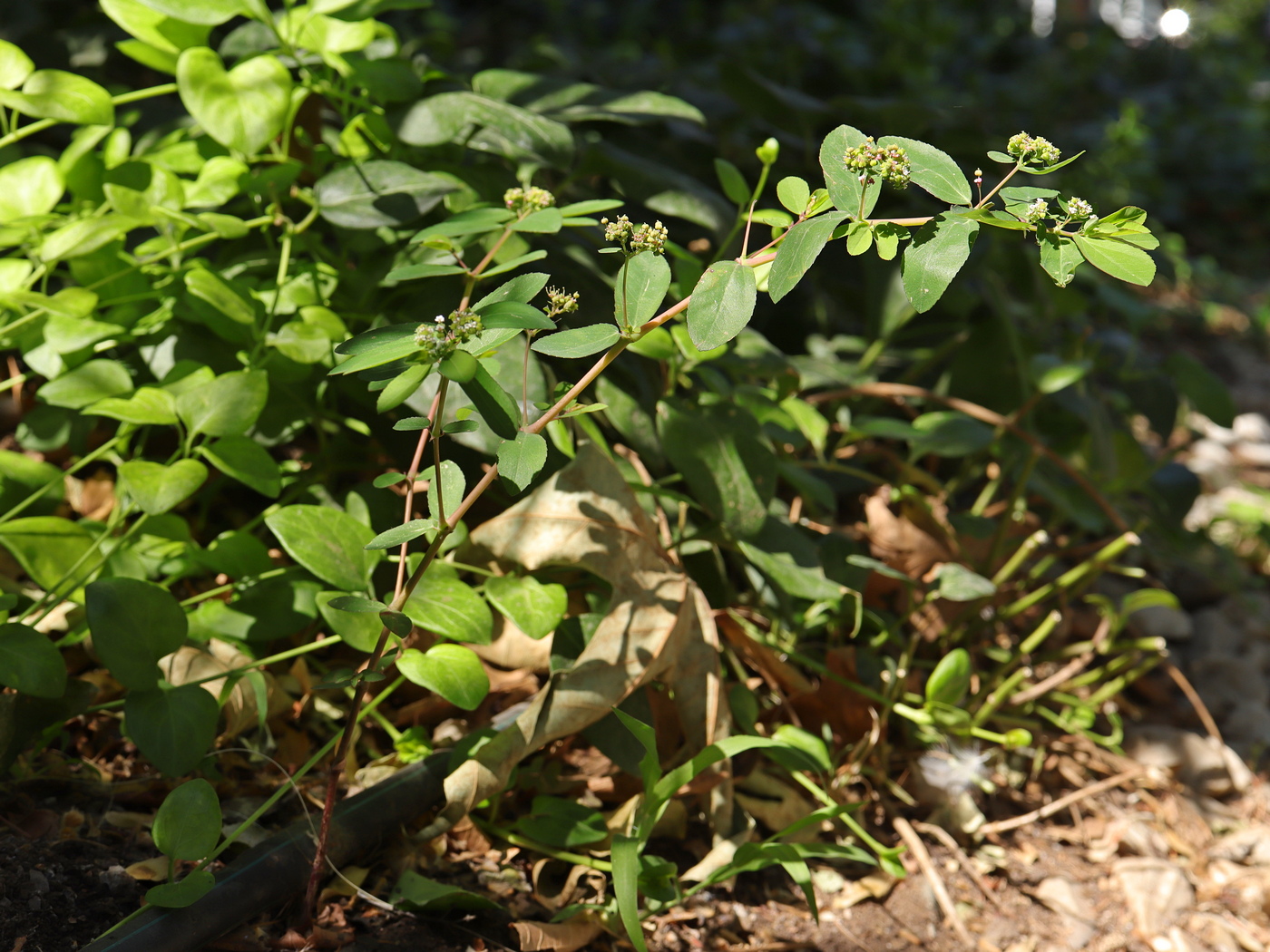 Image of Euphorbia hypericifolia specimen.